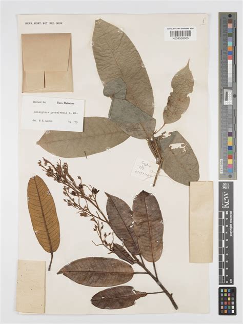 plant sloot|Anisoptera (plant) .